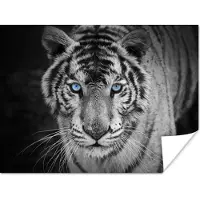 PosterMonkey Poster Dieren - Tijger - Zwart wit - Ogen - Blauw - 80x60 cm