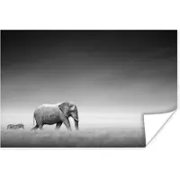 PosterMonkey Poster Olifant - Dieren - Landschap - Zwart wit - zebra - 30x20 cm
