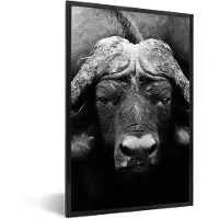 PosterMonkey Fotolijst incl. Poster - Dieren - Buffalo - Zwart - Wit - Portret - 80x120 cm - Posterlijst