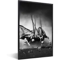 PosterMonkey Fotolijst incl. Poster Zwart Wit- Antilope - Zwart wit - Portret - Wilde dieren - Dieren - 40x60 cm - Posterlijst