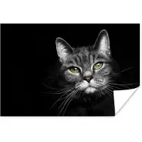 PosterMonkey Poster Huisdieren - Kat - Dieren - Zwart - Wit - 30x20 cm