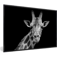 PosterMonkey Fotolijst incl. Poster - Giraffe - Wilde dieren - Zwart - Wit - Portret - 30x20 cm - Posterlijst
