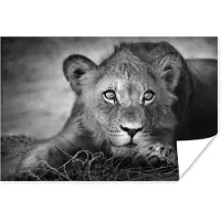 PosterMonkey Poster Wilde dieren - Leeuw - Natuur - Zwart - Wit - 30x20 cm