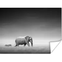 PosterMonkey Poster Olifant - Dieren - Landschap - Zwart wit - zebra - 120x90 cm