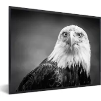 PosterMonkey Fotolijst incl. Poster - Arend - Roofvogel - Zwart - Wit - Dieren - 80x60 cm - Posterlijst