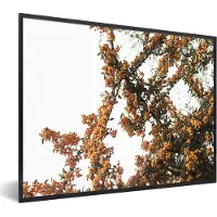 PosterMonkey Fotolijst incl. Poster - Bloemen - Takken - Natuur - 80x60 cm - Posterlijst