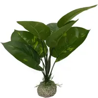 Aqua Della Anubias