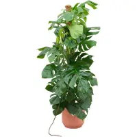 Planteda Green Bubble - Monstera Pertusum XL inclusief elho Vibes Fold Round roze Ø30 - 150 cm