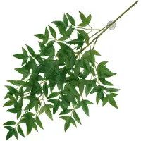 Terra Della Hangende Plant Nandina