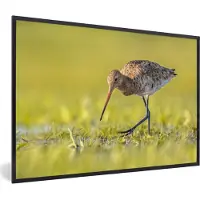 PosterMonkey - Poster - Fotolijst - Vogels - Gras - Landschap - Grutto - 90x60 cm - Posterlijst - Poster dieren - Foto in lijst - Poster vogels
