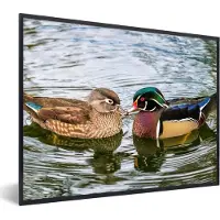 PosterMonkey - Poster - Fotolijst - Eend - Vogels - Water - Veren - 80x60 cm - Poster vogels - Poster eend - Frame poster - Poster lijst - Kader