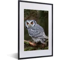 PosterMonkey Fotolijst - Poster - Uil - Vogel - Takken - Mos - Kader - 40x60 cm - Poster uil - Poster vogels - Foto in lijst - Poster frame - Muurdecoratie