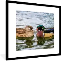 PosterMonkey - Poster - Fotolijst - Eend - Vogels - Water - Veren - 40x40 cm - Poster vogels - Poster eend - Frame poster - Poster lijst - Kader