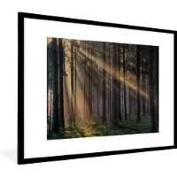 PosterMonkey Fotolijst incl. Poster - Bomen - Bos - Zon - Planten - 80x60 cm - Posterlijst