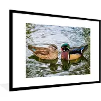 PosterMonkey - Poster - Fotolijst - Eend - Vogels - Water - Veren - 90x60 cm - Poster vogels - Poster eend - Frame poster - Poster lijst - Kader