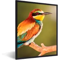 PosterMonkey Fotolijst incl. Poster - Vogels - Bijeneter - Regenboog - Dieren - 60x80 cm - Posterlijst