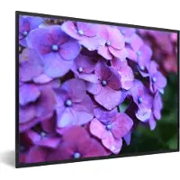 PosterMonkey Poster - Fotolijst - Hortensia - Bloemen - Natuur - Paars - Frame - 40x30 cm - Poster kader - Foto lijst - Poster bloemen - Poster natuur - Woondecoratie