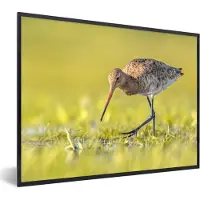 PosterMonkey - Poster - Fotolijst - Vogels - Gras - Landschap - Grutto - 40x30 cm - Posterlijst - Poster dieren - Foto in lijst - Poster vogels