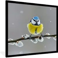 PosterMonkey - Poster - Fotolijst - Pimpelmees - Vogel - Tak - Bloemen - 40x40 cm - Posterlijst - Poster dieren - Frame poster - Poster vogels