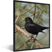 PosterMonkey Poster - Fotolijst - Vogel - Merel - Takken - Natuur - 30x40 cm - Kamer decoratie - Poster vogels - Poster met lijst - Foto lijst - Poster dieren