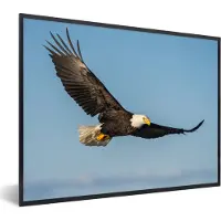 PosterMonkey Poster - Fotolijst - Vogel - Arend - Roofvogels - Blauw - Frame - 40x30 cm - Poster kader - Foto lijst - Poster dieren - Poster vogel - Woondecoratie