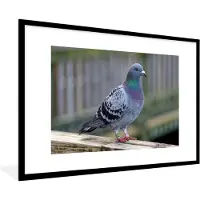 PosterMonkey Poster - Fotolijst - Vogel - Duif - Veren - 90x60 cm - Poster vogels - Woondecoratie - Posterlijst - Poster natuur - Frame poster - Posters - Kader