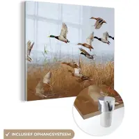 MuchoWow - Glasschilderij - Acrylglas - Foto op glas - Eend - Vogel - Riet - Water - 50x50 cm - Glasschilderij vogels - Muurdecoratie - Glasschilderij natuur - Slaapkamer