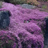 GP 25 x Kruiptijm of Kruipend Tijm Roze|Paars - Bodembedekker Wintergroen - Thymus praecox 'Coccineus' in 9x9cm pot met hoogte 5-10cm