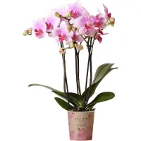 Everspring Kolibri Orchids | Roze Phalaenopsis orchidee - Mineral Rotterdam - potmaat Ø9cm | bloeiende kamerplant - vers van de kweker