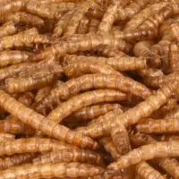 Flamingo Picknick Gedroogde meelwormen 100Gr voor vogels en allerlei andere soorten dieren (verpakt per 3)