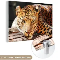 MuchoWow Glasschilderij 60x40 cm - Schilderij acrylglas - Panter - Boom - Natuur - Foto op glas - Schilderijen
