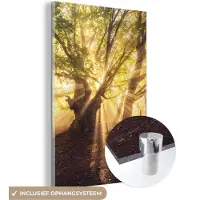 MuchoWow Glasschilderij 20x30 cm - Schilderij acrylglas - Boom - Bos - Zon - Foto op glas - Schilderijen