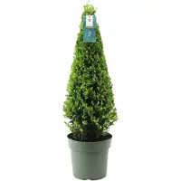 Plants by Frank | Echte hulstplant piramide | 1x Ilex crenata 'Jenny' piramide | 1 stuk | 22 cm Ø & 55 cm hoog | Buxusvervanger | Ilex | Tuinplanten | Buxus | planten
