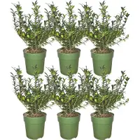 Frank GmbH | 1 strekkende meter hulsthaag | 6x Ilex crenata 'Jenny' Ø12 cm - 20 cm | winterharde haagplanten | Groenblijvende haag | Tuinplanten | Planten