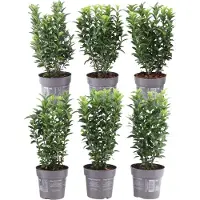 Plants by Frank | 1 strekkende meter Groene Kardinaalsmuts heg | 6x Euonymus japonicus 'Green Spire' Ø12 cm - 20 cm | winterharde haagplanten | Groenblijvende haag | Tuinplanten | Planten