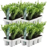 Everspring - 24 hulstplanten winterhard | 24 x Ø7 cm - 15 cm | Ilex crenata Jenny | haagplanten | buxus vervanger | Tuinplanten | Planten