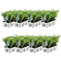 Plants by Frank - 48 hulstplanten winterhard | 48 x Ø7 cm - 15 cm | Ilex crenata Jenny | haagplanten | buxus vervanger | Tuinplanten | Planten