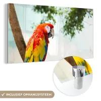 MuchoWow Glasschilderij 120x60 cm - Schilderij acrylglas - Papegaai - Vogel - Regenboog - Tropical - Foto op glas - Schilderijen