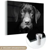 MuchoWow Glasschilderij 90x60 cm - Schilderij acrylglas - Hond - Licht - Zwart - Foto op glas - Schilderijen