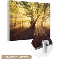MuchoWow Glasschilderij 120x90 cm - Schilderij acrylglas - Boom - Bos - Zon - Foto op glas - Schilderijen
