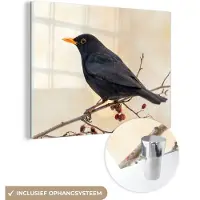 MuchoWow - Glasschilderij - Merel - Vogel - Takken - Bes - Acrylglas - Foto op glas - 80x60 cm - Glasschilderij vogels - Glasschilderij natuur - Muurdecoratie