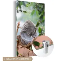 MuchoWow Glasschilderij 120x180 cm - Schilderij acrylglas - Koala - Takken - Bladeren - Kinderen - Jongens - Meisjes - Foto op glas - Schilderijen