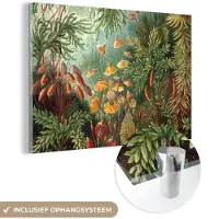 MuchoWow Glasschilderij 60x40 cm - Schilderij acrylglas - Muscinae - Ernst Haeckel - Planten - Foto op glas - Schilderijen