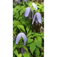 Up!Climbers Clematis Alpina - Bosrank 50-60 cm in pot