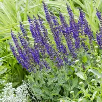 GP 25 x Salie Mainacht Paars|Blauw - Winterharde Vaste Planten - Salvia nemorosa 'Mainacht' in 9x9cm pot met hoogte 5-10cm