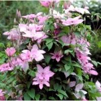 Up!Climbers 1 x Clematis 'Hagley Hybrid' - BOSRANK - 50-60 cm