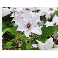 Up!Climbers 1 x Clematis 'Miss Bateman' - BOSRANK - 50-60 cm