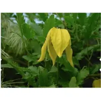 Up!Climbers Clematis 'Tangutica' - BOSRANK 50 60 cm in pot