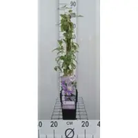 Up!Climbers 1 x Clematis viticella 'Justa' - Bosrank - 50-60 cm