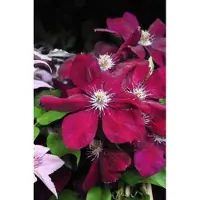 Up!Climbers 1 x CLEMATIS HYBR. 'WARSZAWSKA NIKE' - BOSRANK - 50-60 cm